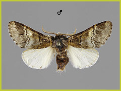 D. querna