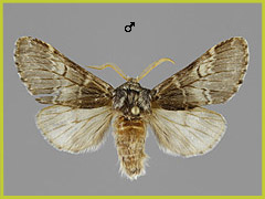 D. ruficornis