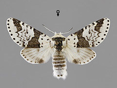 F. bicuspis
