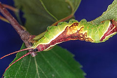 F. bicuspis