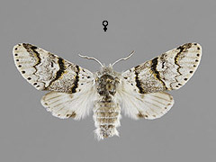 F. bifida