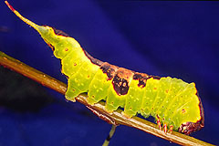 F. bifida