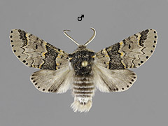 F. furcula