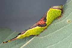 F. furcula