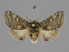 G. crenata