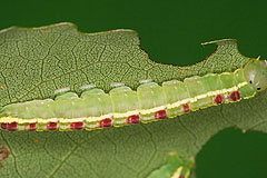 G. crenata
