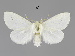 L. bicoloria