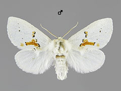 L. bicoloria