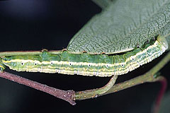 L. bicoloria