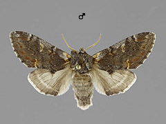 N. dromedarius