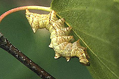 N. dromedarius