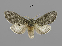 N. torva