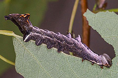 N. torva