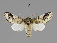 N. tritophus