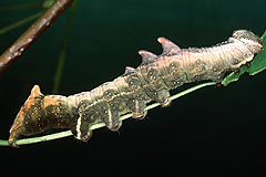 N. tritophus