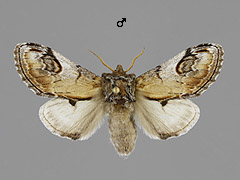 N. ziczac