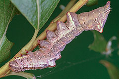 N. ziczac