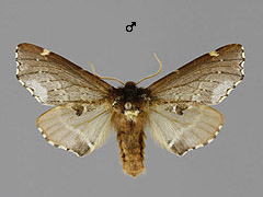 O. carmelita