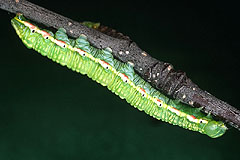 O. carmelita