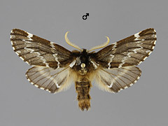 O. sieversi