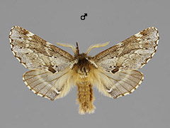 O. sieversi