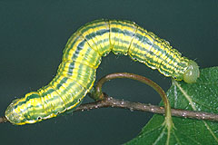 O. sieversi