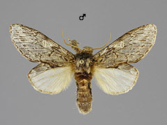 P. anceps