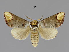 P. bucephala