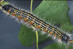 P. bucephala