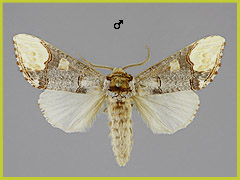P. bucephaloides