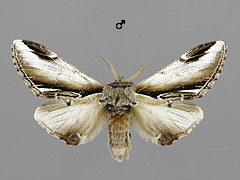 P. gnoma