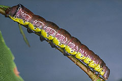 P. gnoma