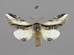 P. tremula