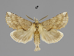 P. palpinum