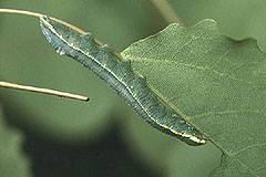 P. palpinum