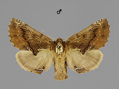 P. capucinus