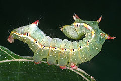 P. capucinus