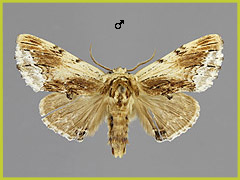 P. cucullina