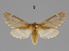 P. plumigera