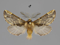 P. plumigera