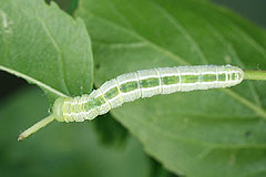 P. plumigera