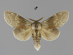 S. fagi