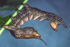 S. fagi