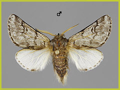T. pinivora