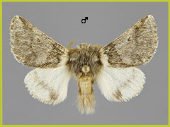 T. processionea