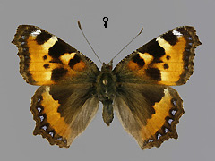 A. urticae