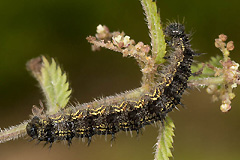 A. urticae