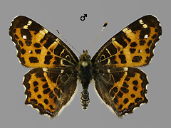 A. levana