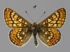 E. aurinia