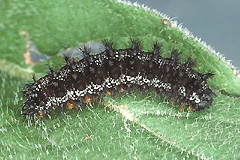 E. aurinia